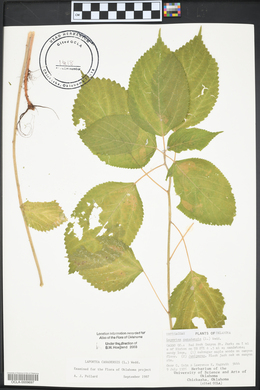 Laportea canadensis image