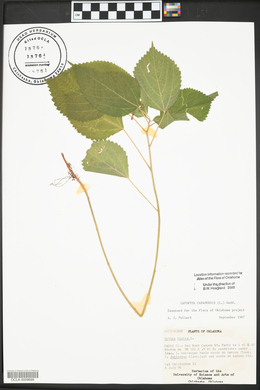 Laportea canadensis image