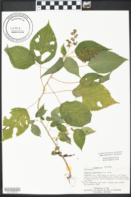 Laportea canadensis image