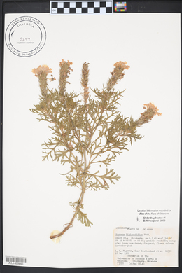 Glandularia bipinnatifida var. bipinnatifida image