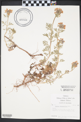 Glandularia bipinnatifida var. bipinnatifida image