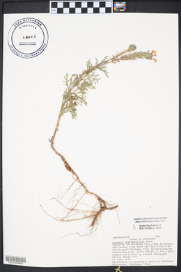 Glandularia bipinnatifida var. bipinnatifida image