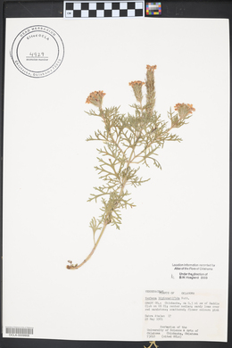 Glandularia bipinnatifida var. bipinnatifida image