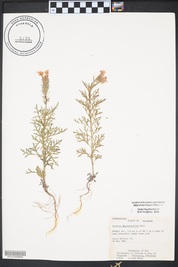 Glandularia bipinnatifida var. bipinnatifida image