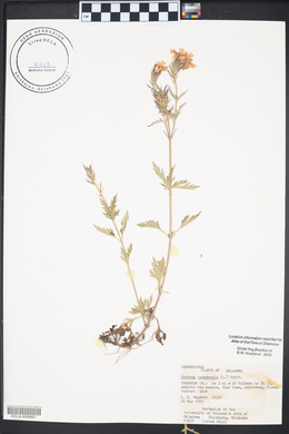 Verbena canadensis image