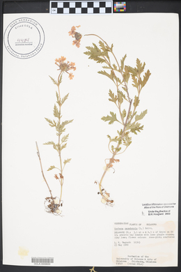 Verbena canadensis image