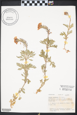 Verbena canadensis image