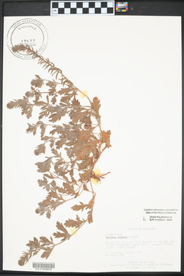 Verbena pumila image