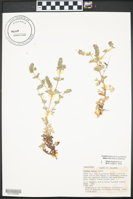 Verbena pumila image