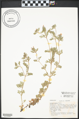 Verbena pumila image