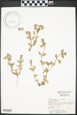 Verbena pumila image