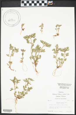 Verbena pumila image