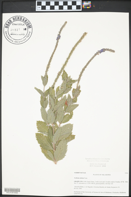 Verbena stricta image