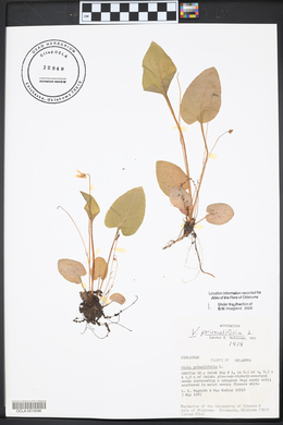 Carex flaccosperma image