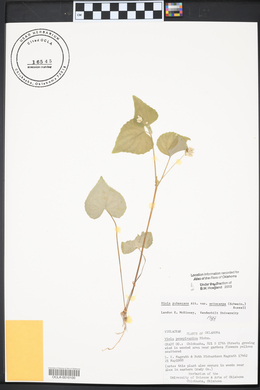 Viola pubescens var. eriocarpa image