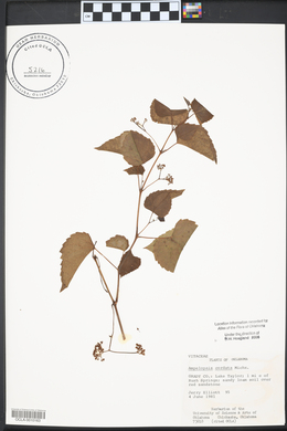 Ampelopsis cordata image