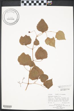 Ampelopsis cordata image