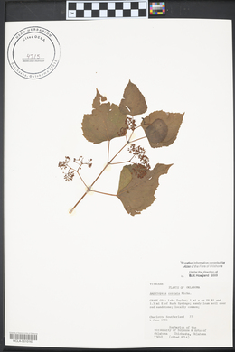 Ampelopsis cordata image