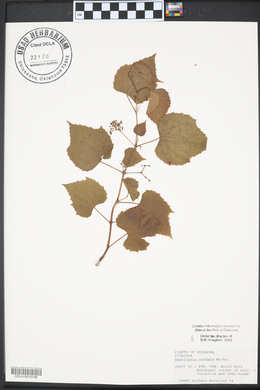 Ampelopsis cordata image