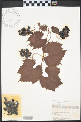 Vitis acerifolia image