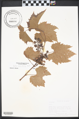 Vitis acerifolia image