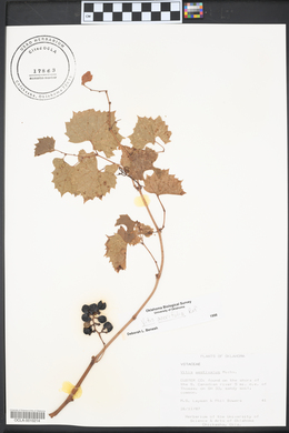 Vitis acerifolia image