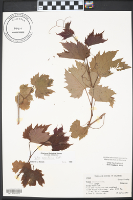 Vitis riparia image