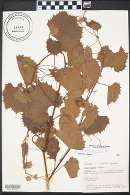 Vitis acerifolia image