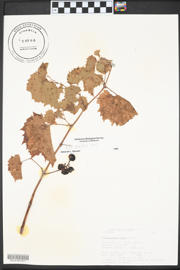 Vitis acerifolia image