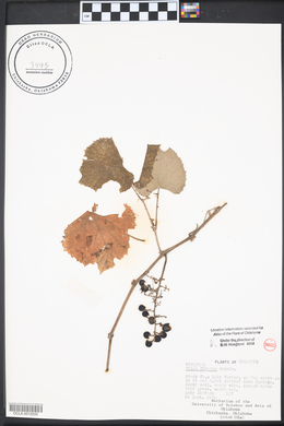 Vitis cinerea image