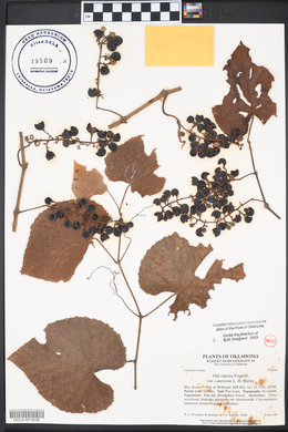 Vitis cinerea image