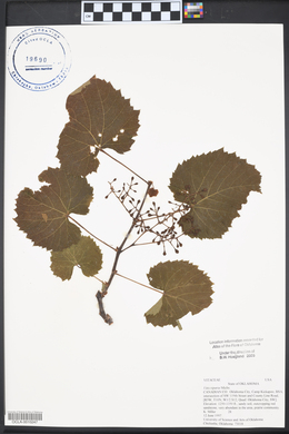 Vitis riparia image