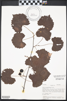 Vitis rotundifolia image