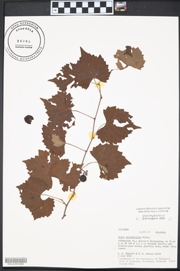 Vitis rotundifolia image