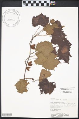 Vitis rotundifolia image