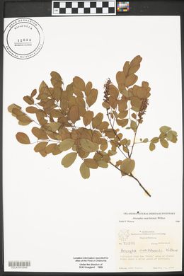 Amorpha ouachitensis image