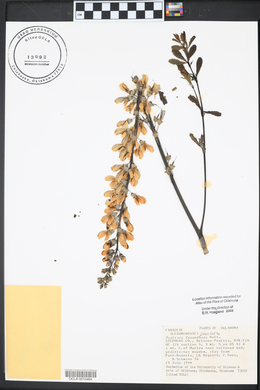 Baptisia alba image