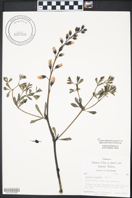 Baptisia alba var. macrophylla image