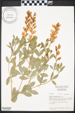 Baptisia sphaerocarpa image