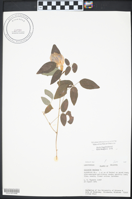 Clitoria mariana image