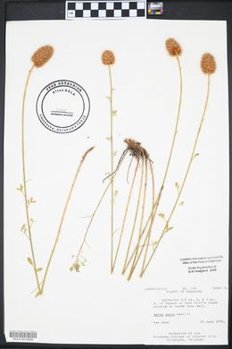 Dalea aurea image