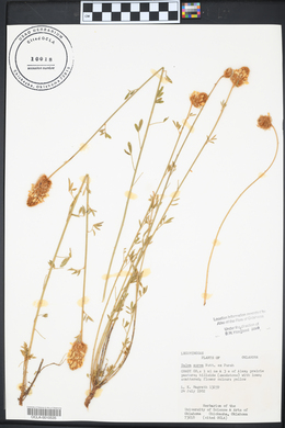 Dalea aurea image