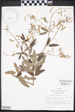 Desmodium canescens image