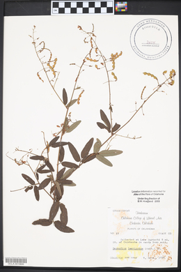 Desmodium laevigatum image