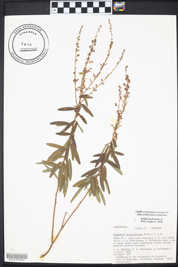 Desmodium sessilifolium image