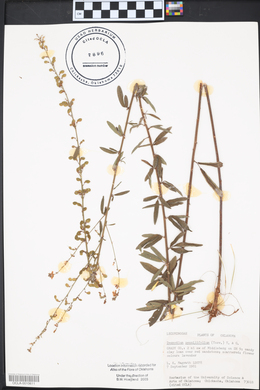 Desmodium sessilifolium image