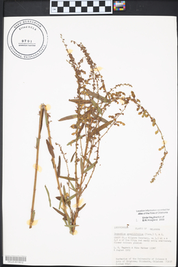 Desmodium sessilifolium image