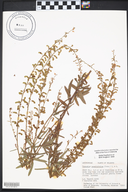 Desmodium sessilifolium image