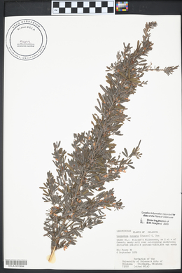 Lespedeza cuneata image