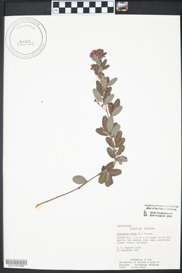 Lespedeza hirta image